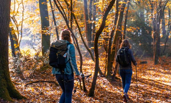 Balade dans la forêt de Roumare