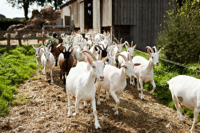 Ferme du Val de Bures - Bellencombre
