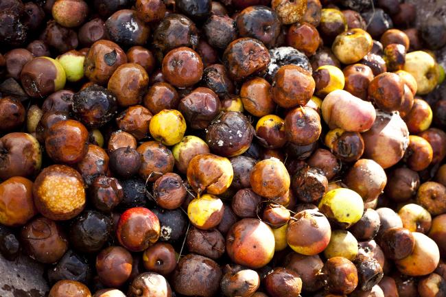 Production de cidre fermier