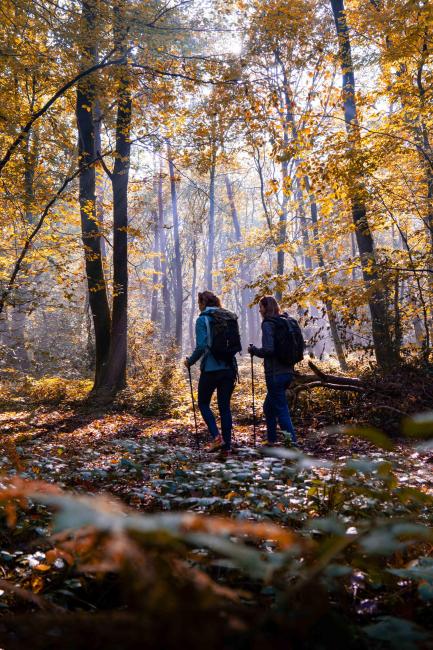 Randonnée en forêt