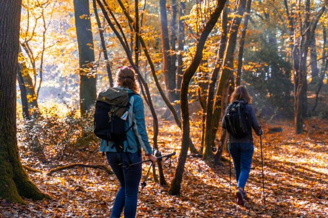 Balade dans la forêt de Roumare