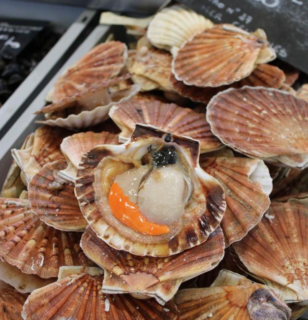 Coquille Saint-Jacques