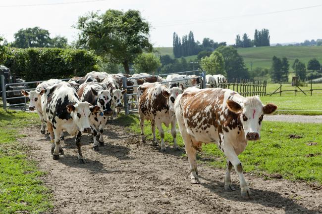 L'agriculture et l'élevage bovin dans l'ADN de la Seine-Maritime - Neufchâtel-en-Bray 2016 © SMA - H.Zangl L'agriculture est dans l'ADN de la Seine-Maritime - Neufchâtel-en-Bray