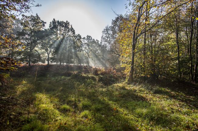Les lumières de la nature - Jumièges © SMA - V.Rustuel Les lumières de la nature - Jumièges